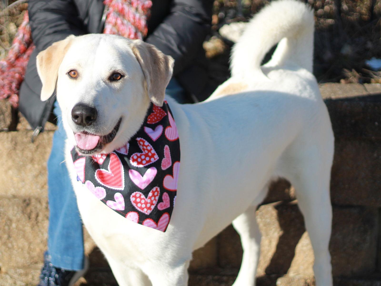 Enlarge Oreo, a Adoptable mixed breed in Cookeville, TN image 1/4