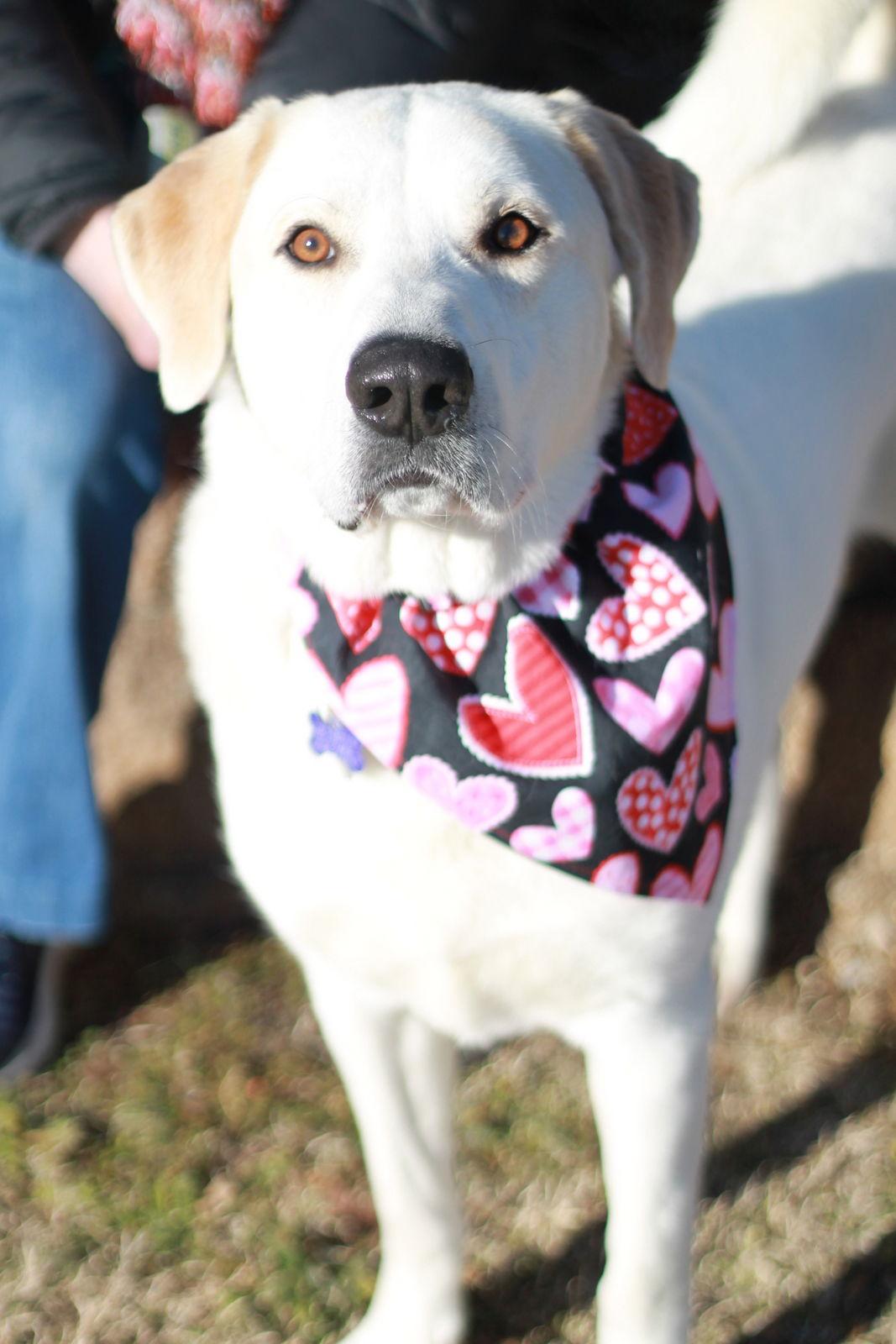 Enlarge Oreo, a Adoptable mixed breed in Cookeville, TN image 2/4
