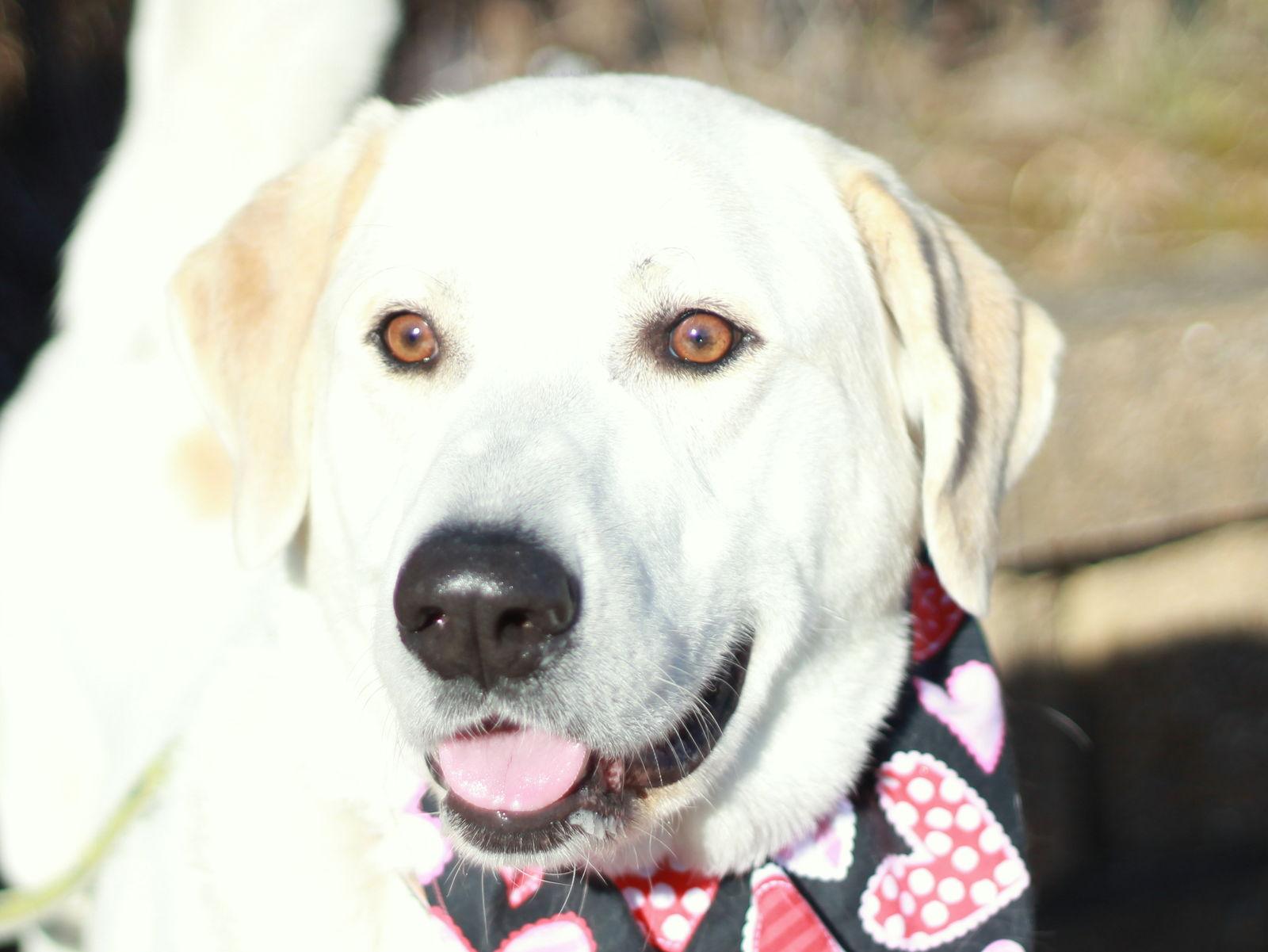Enlarge Oreo, a Adoptable mixed breed in Cookeville, TN image 3/4