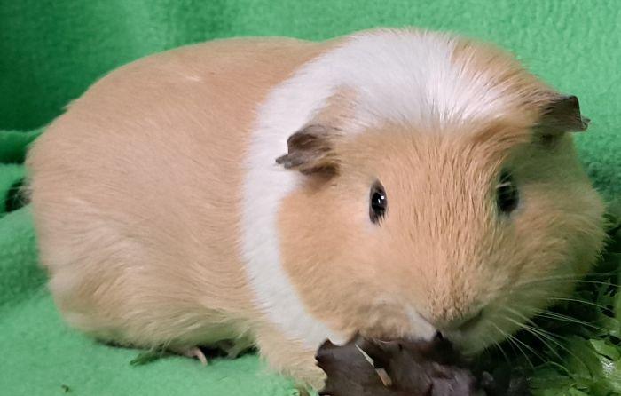 Baker, ADOPTABLE, Adult Male Guinea Pig.