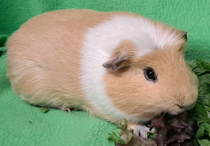Enlarge Baker, a ADOPTABLE Guinea Pig in Gary, IN image 3/4