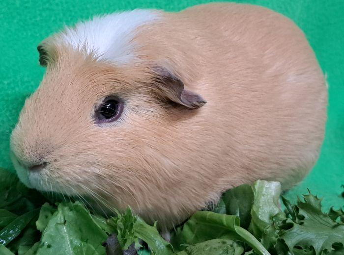 Enlarge Baker, a ADOPTABLE Guinea Pig in Gary, IN image 2/4