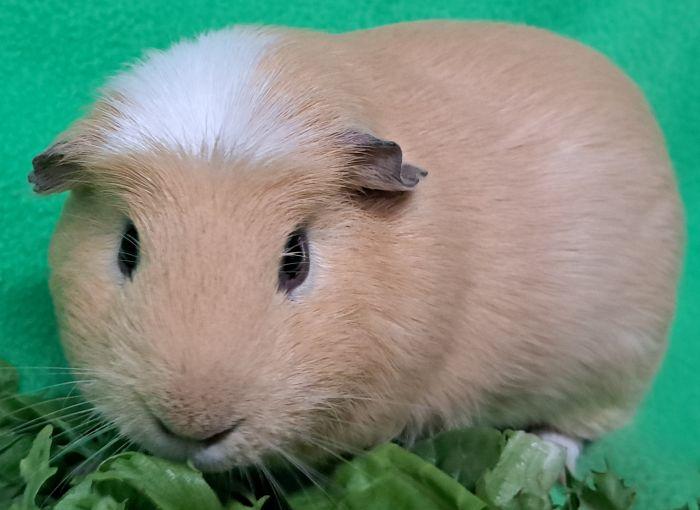 Enlarge Baker, a ADOPTABLE Guinea Pig in Gary, IN image 4/4