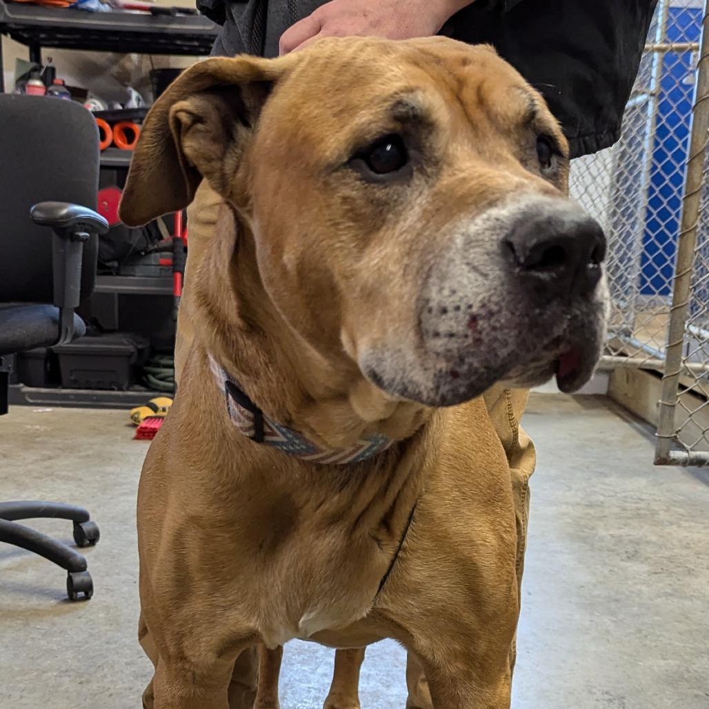 Kingston, a Adoptable mixed breed in Marysville, OH image 3/3