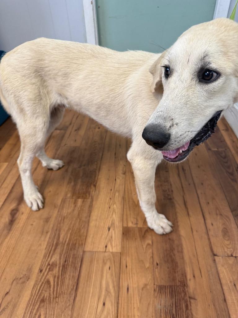 Aladdin, Adoptable, Puppy Male Labrador Retriever & Great Pyrenees.