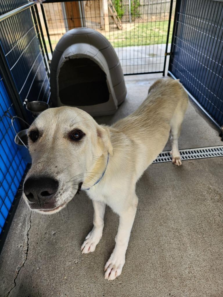 Enlarge Aladdin, a Adoptable mixed breed in Fayetteville, TN image 2/3