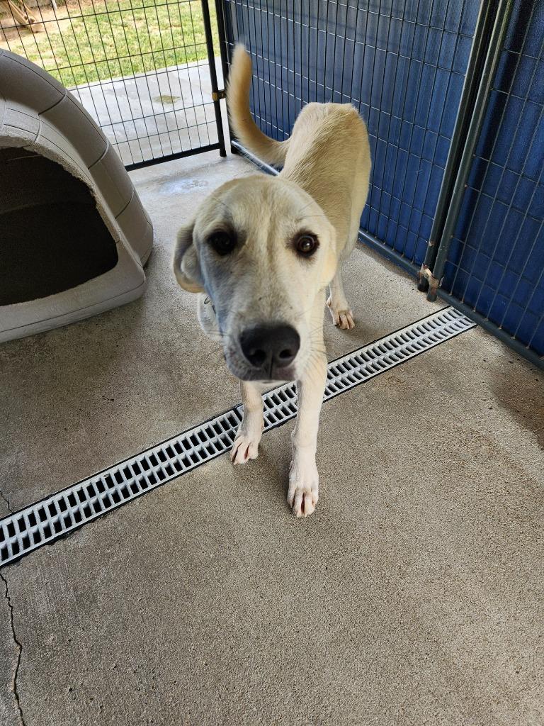 Enlarge Aladdin, a Adoptable mixed breed in Fayetteville, TN image 3/3