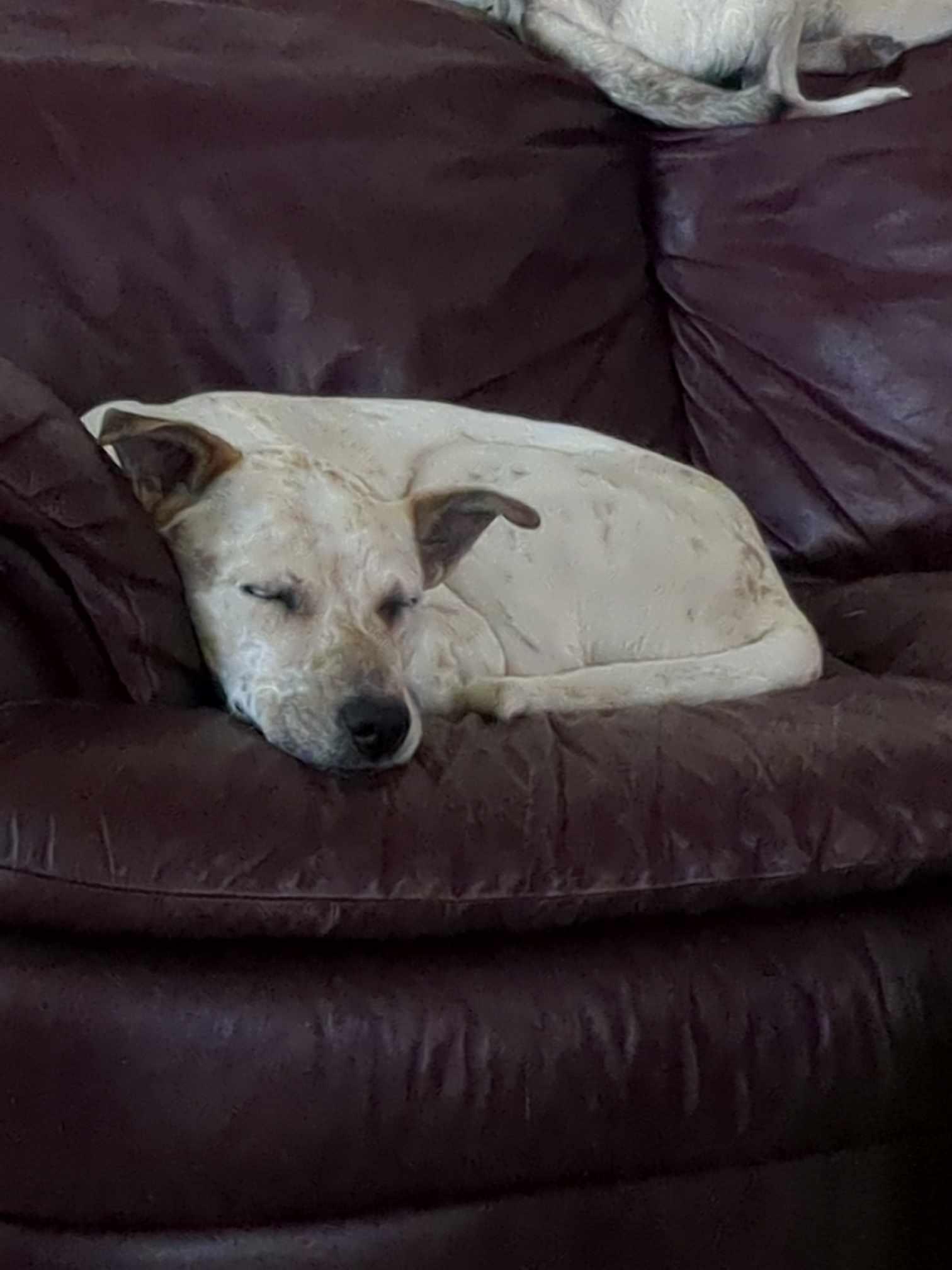 Enlarge Saki, a Adoptable mixed breed in Alpharetta, GA image 5/6