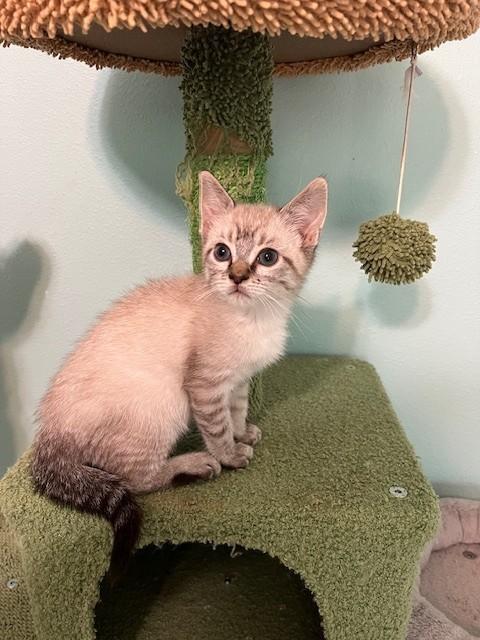 Enlarge Gains (Bonded to Ames - Russian Blue), a Adoptable mixed breed in Enfield, CT image 2/6