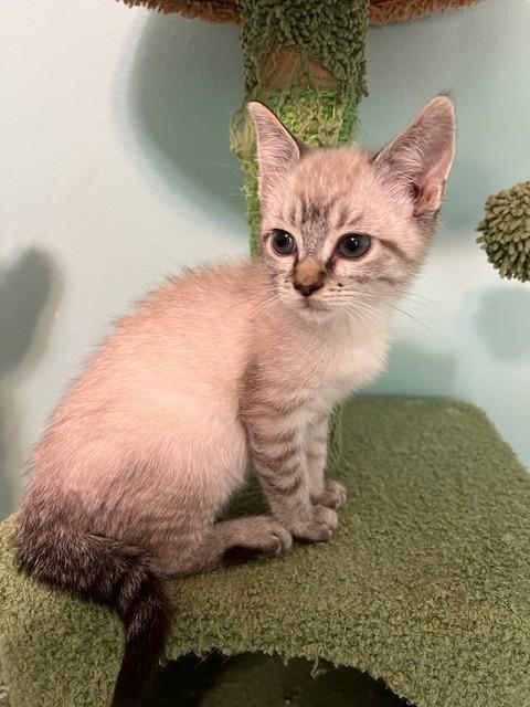 Enlarge Gains (Bonded to Ames - Russian Blue), a Adoptable mixed breed in Enfield, CT image 1/6