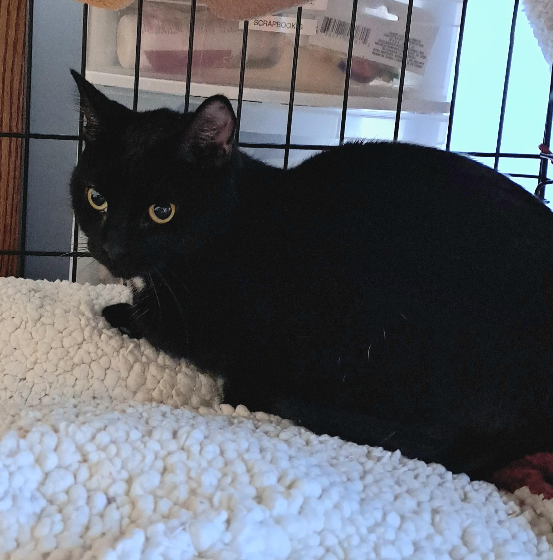 Enlarge Mimi, an adopted Domestic Short Hair in Pickering, ON image 2/3