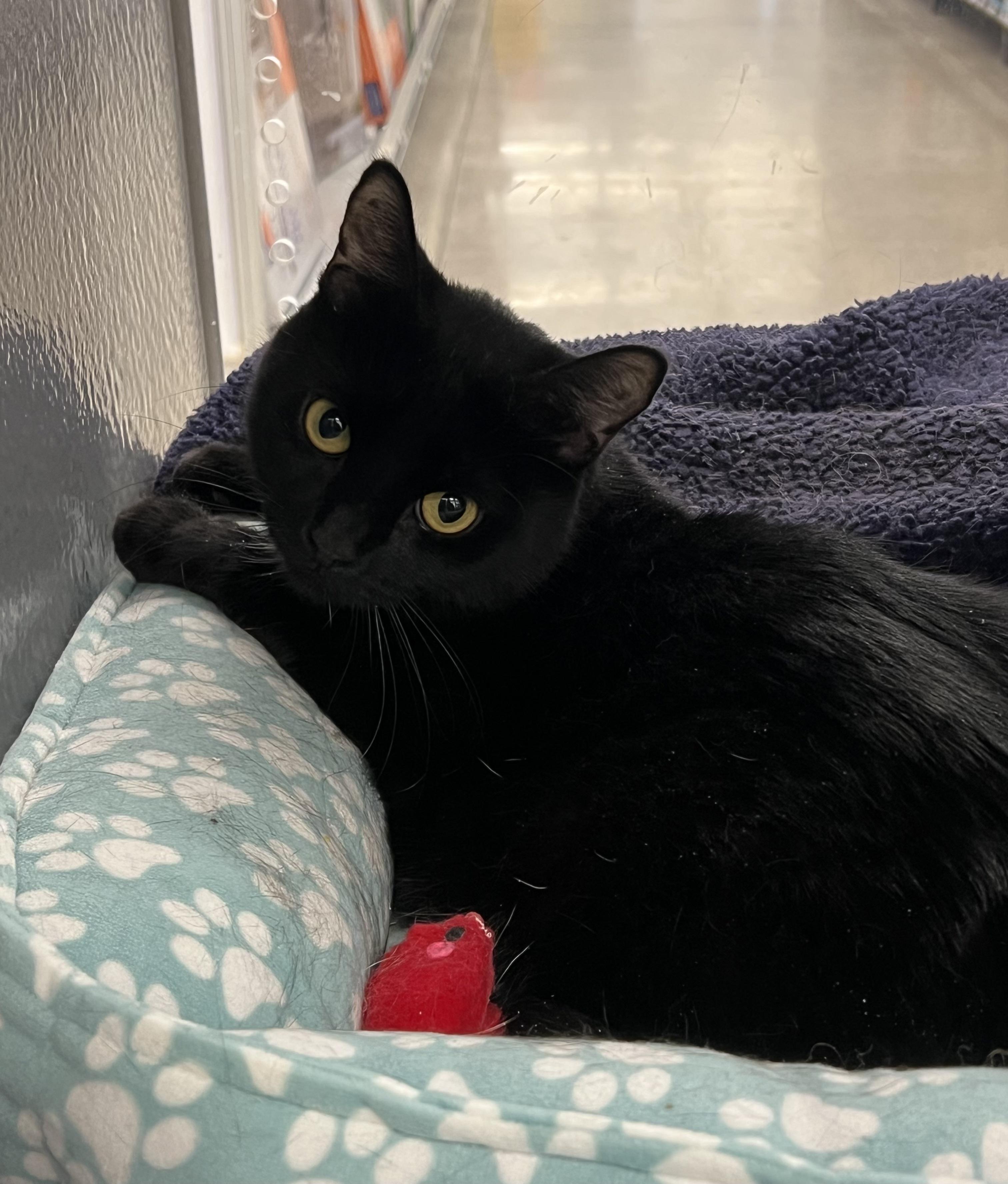 Enlarge Mimi, an adopted Domestic Short Hair in Pickering, ON image 3/3