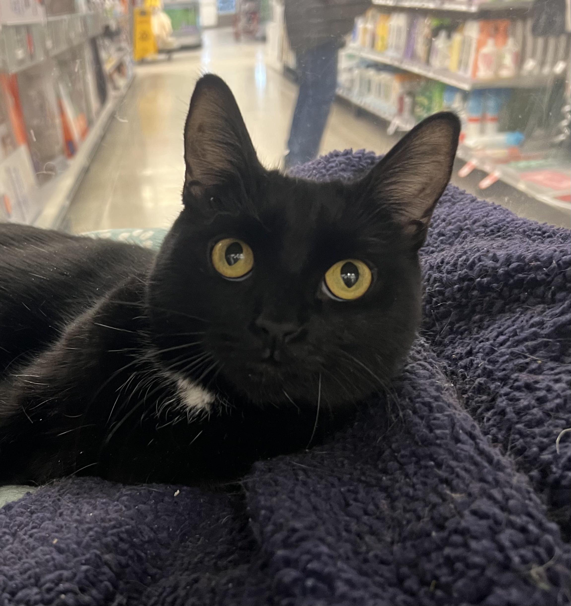 Mimi, adopted, Adult Female Domestic Short Hair.