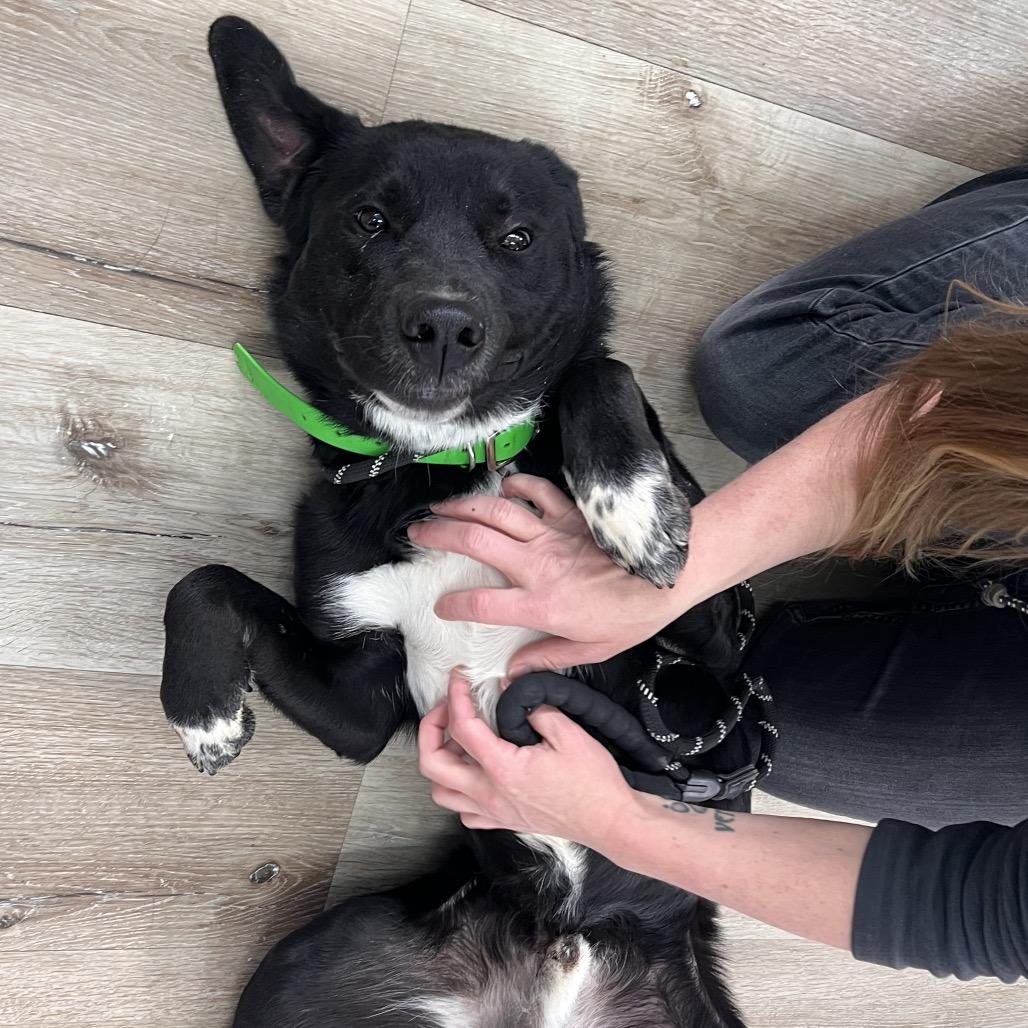 Remington — thumbnail 2