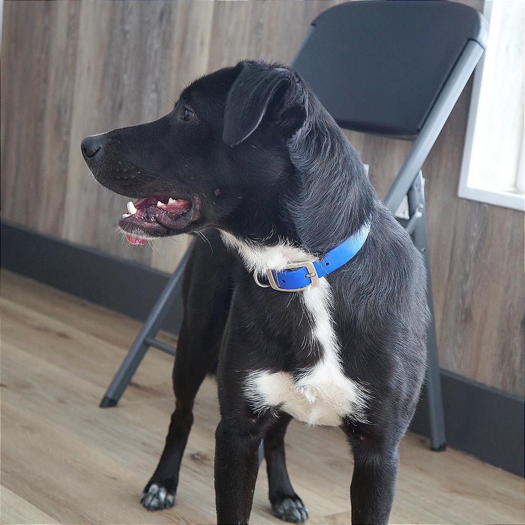 Remington — thumbnail 3