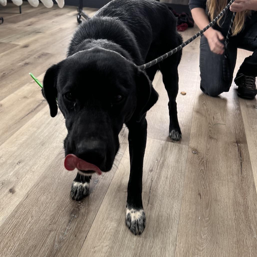 Remington — thumbnail 4