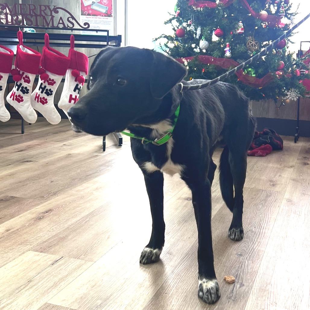 Remington — thumbnail 6