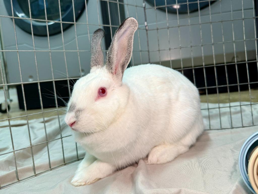 Enlarge Bushwick, a Adoptable Californian in Pflugerville, TX image 3/6