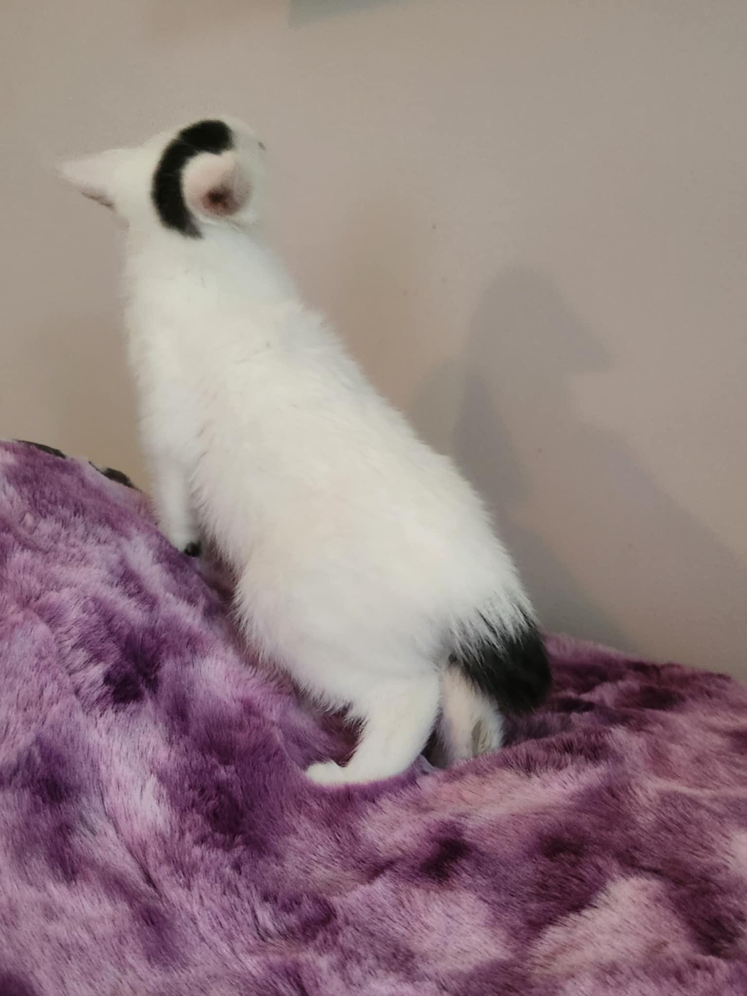 Enlarge Sprite, a Adoptable Domestic Medium Hair in Seaford, DE image 1/3