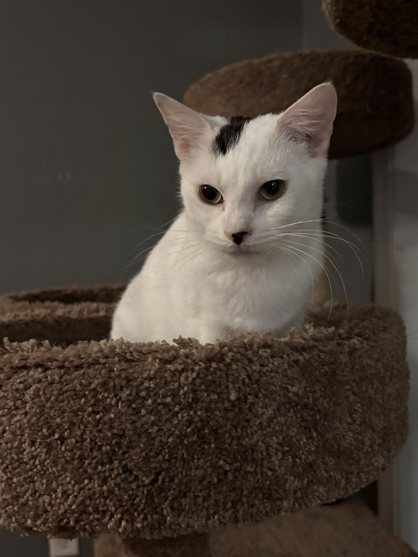 Sprite, Adoptable, Young Female Domestic Medium Hair.