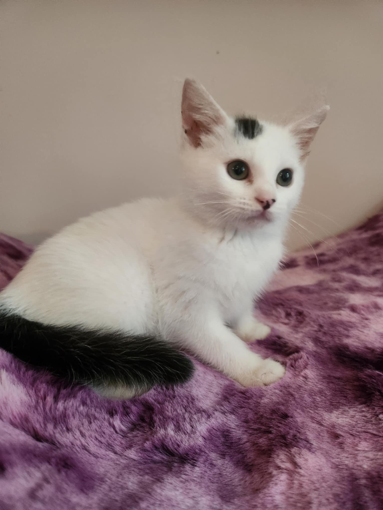 Enlarge Sprite, a Adoptable Domestic Medium Hair in Seaford, DE image 2/3