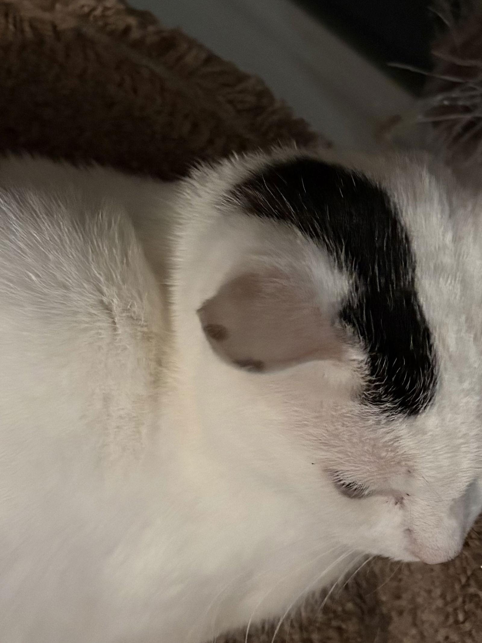 Enlarge Sprite, a Adoptable Domestic Medium Hair in Seaford, DE image 3/3