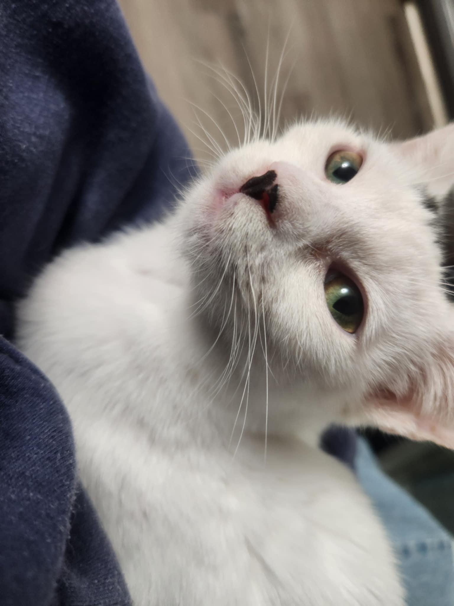 Enlarge Sprite, a Adoptable Domestic Medium Hair in Seaford, DE image 1/1