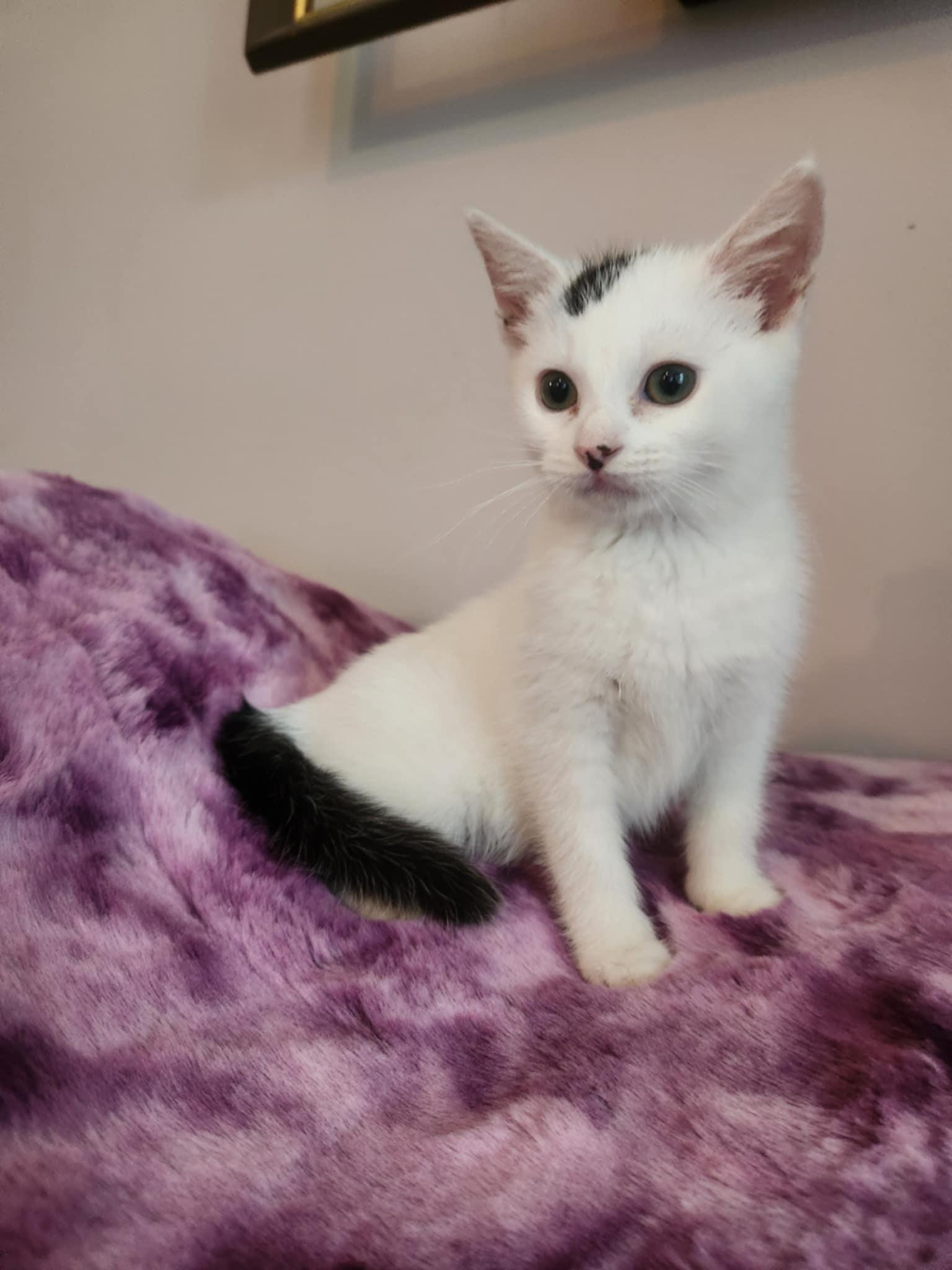 Enlarge Sprite, a Adoptable Domestic Medium Hair in Seaford, DE image 3/3