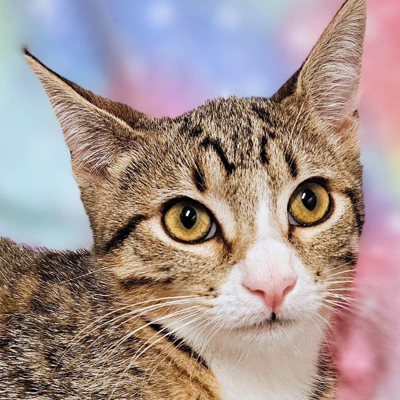 Tammy - Rancho Cucamonga PetSmart, Adoptable, Kitten Female Domestic Short Hair.