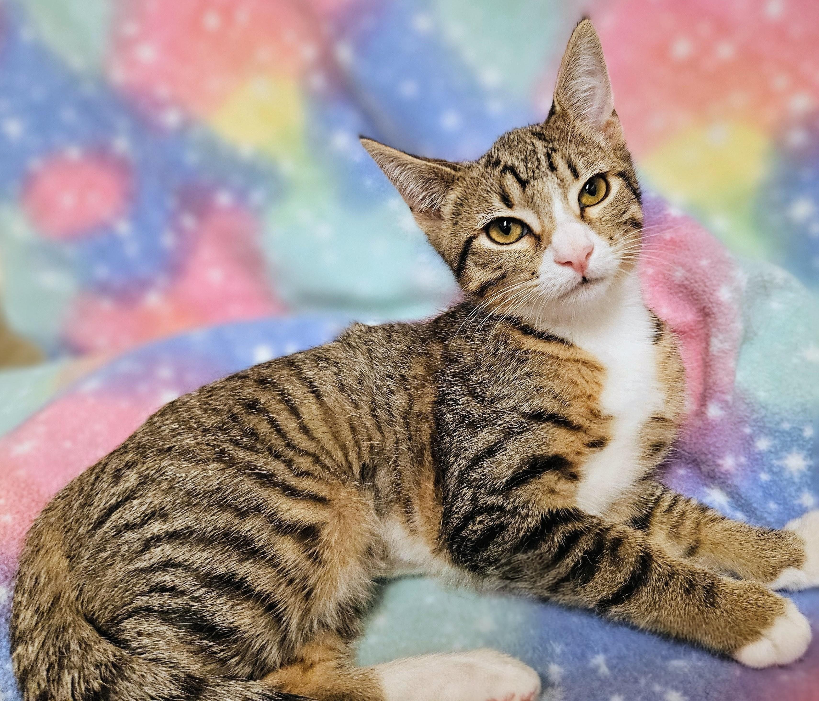 Tammy - Rancho Cucamonga PetSmart, a Adoptable Domestic Short Hair in Rancho Cucamonga, CA image 2/2