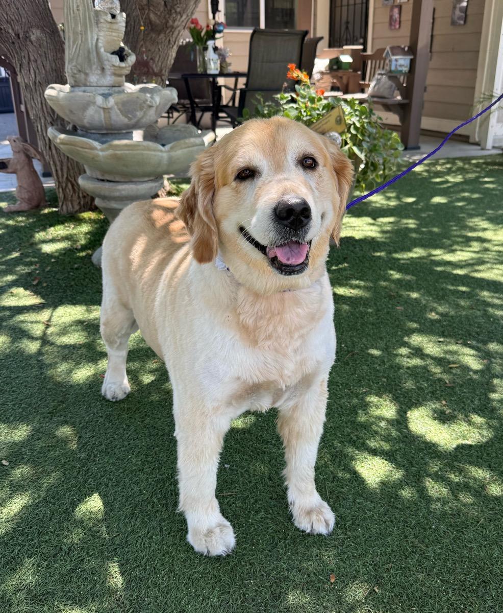 Remi, adopted, Adult Female Golden Retriever.