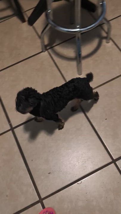 Enlarge Lulu, a Adopted Poodle (Toy) in Milford , CT video 4/5