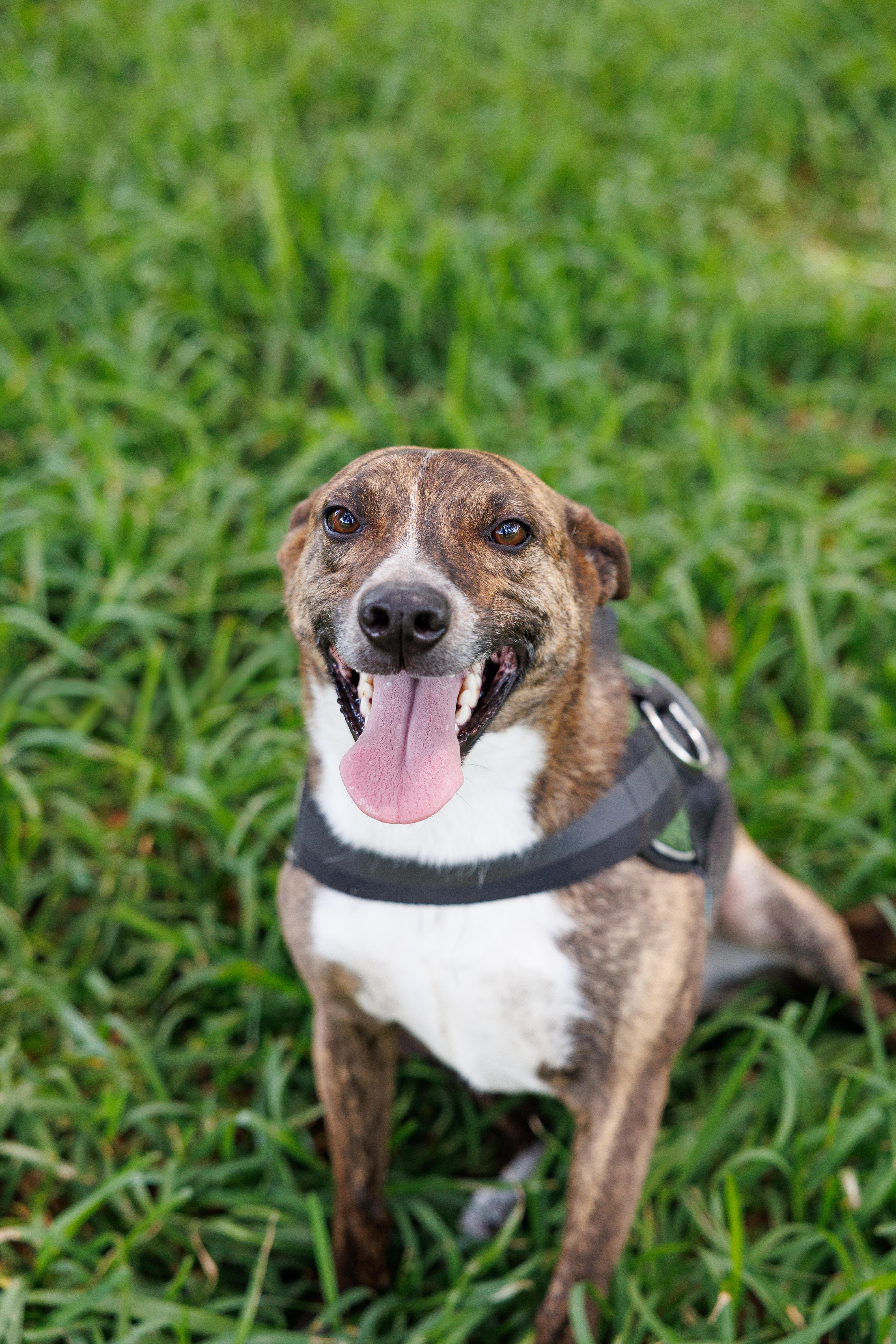 Ferris, ADOPTABLE, Adult • Male, Mountain Cur.
