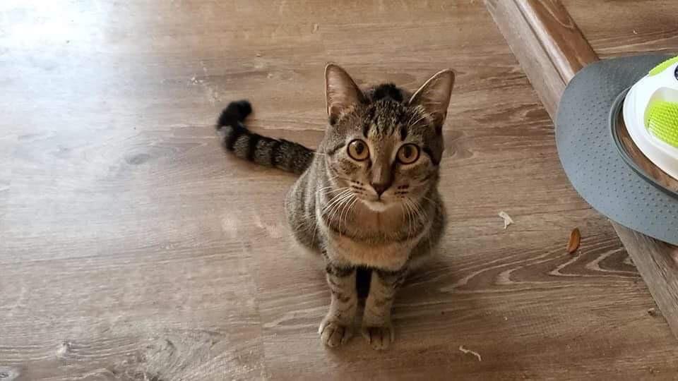 Enlarge Gwendolyn, a Adoptable Tabby in Orlando, FL image 2/4