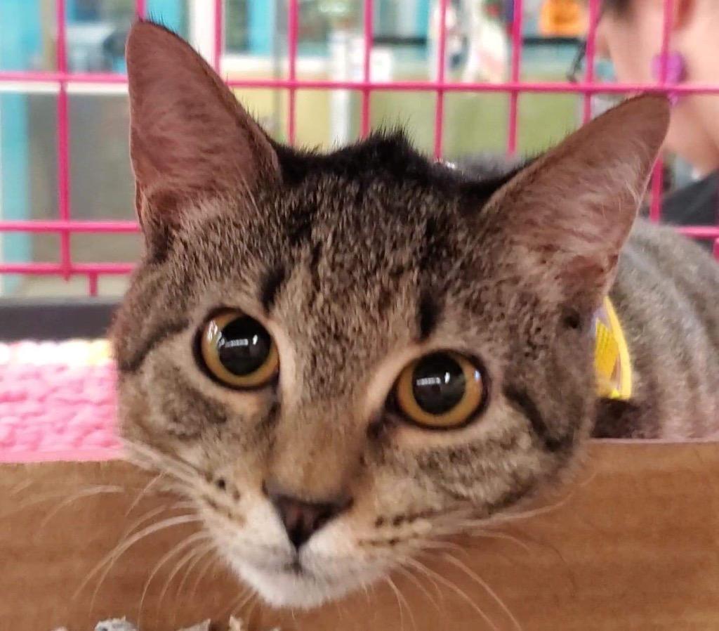 Enlarge Gwendolyn, a Adoptable Tabby in Orlando, FL image 3/4