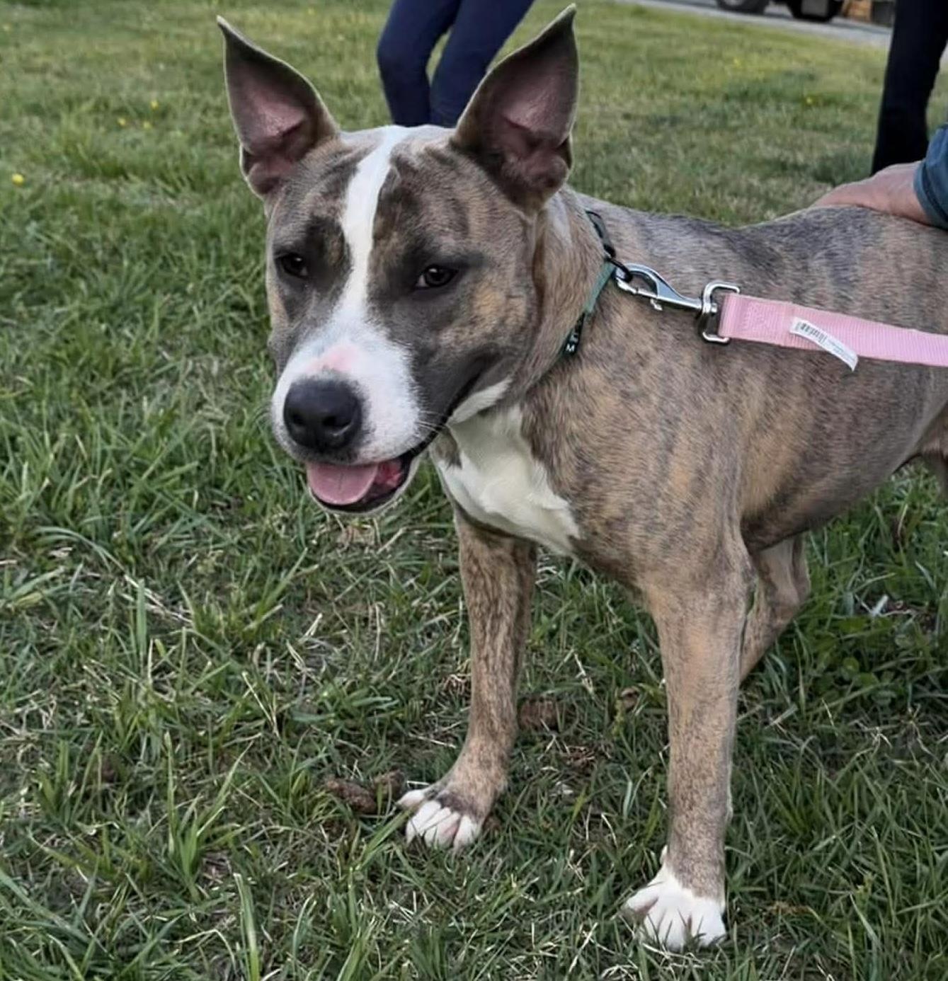 Enlarge Natalia, a ADOPTABLE mixed breed in Randleman, NC image 6/6