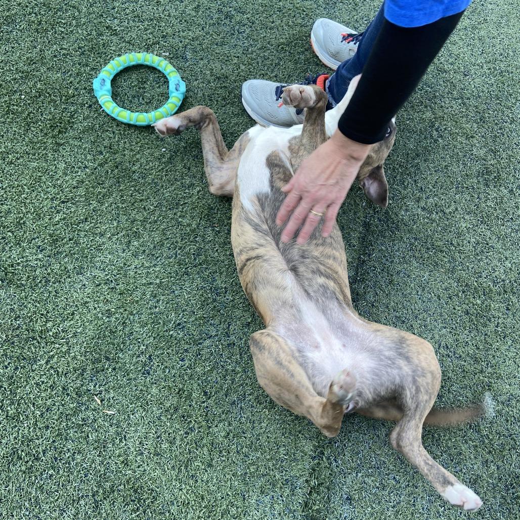 Enlarge Natalia, a ADOPTABLE mixed breed in Randleman, NC image 4/6