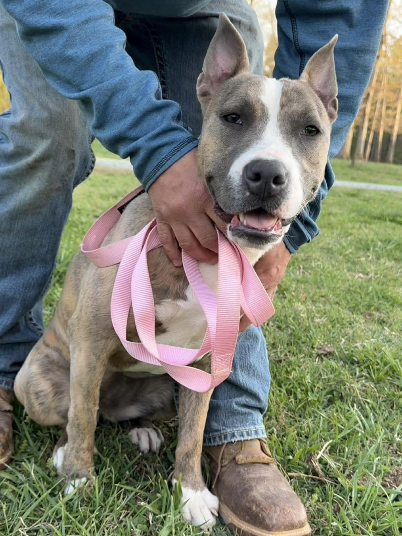 Enlarge Natalia, a ADOPTABLE mixed breed in Randleman, NC image 2/6