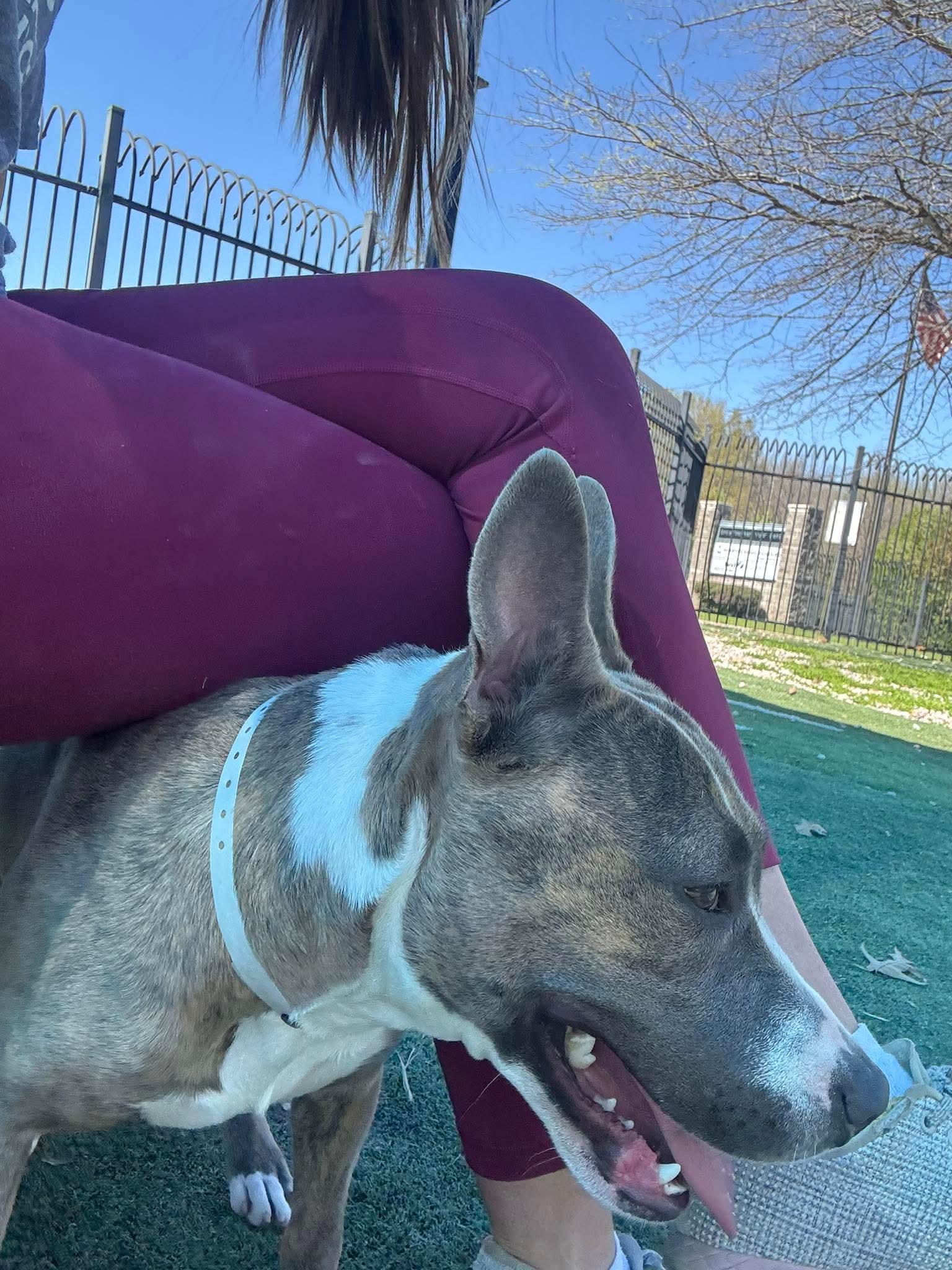 Enlarge Natalia, a ADOPTABLE mixed breed in Randleman, NC image 2/6