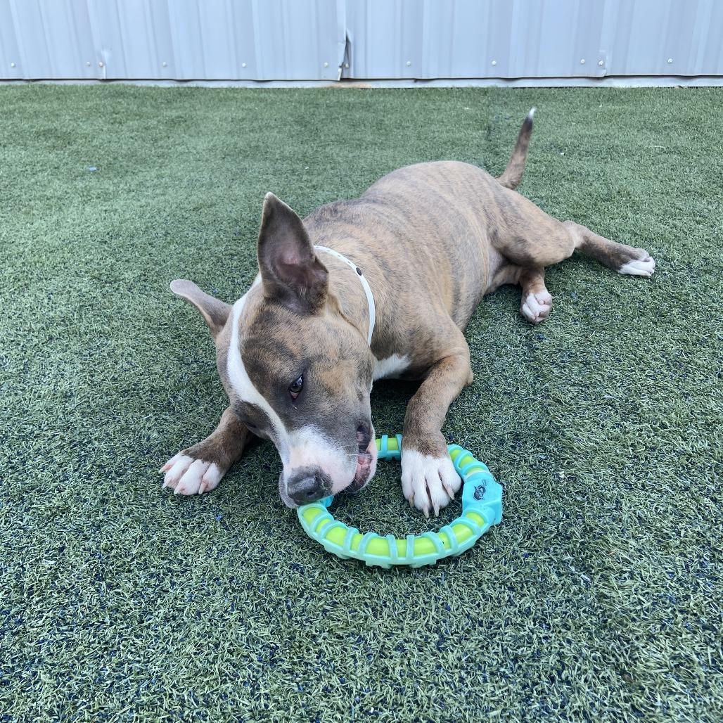 Enlarge Natalia, a ADOPTABLE mixed breed in Randleman, NC image 3/6