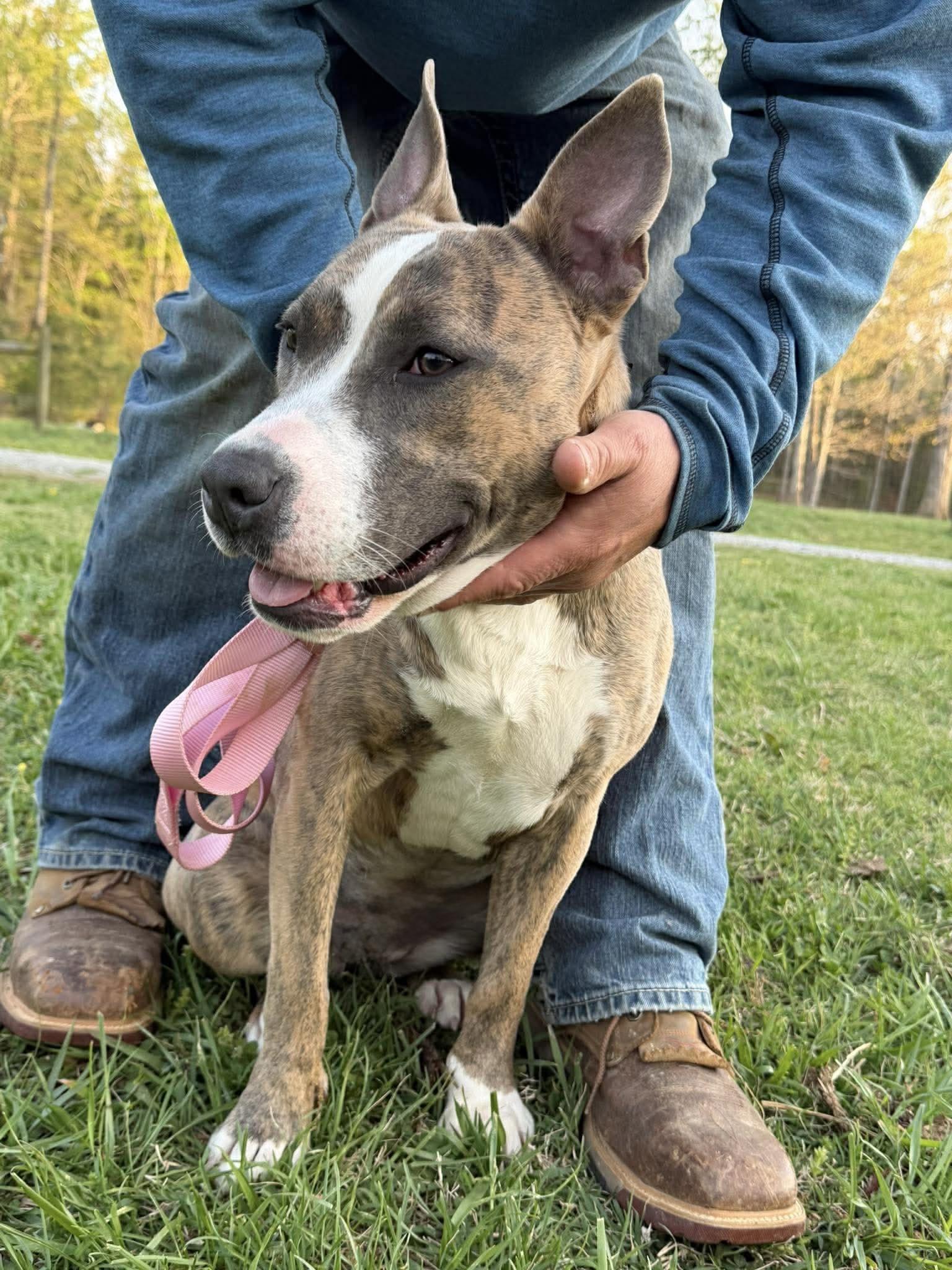 Natalia, ADOPTABLE, Young Female Pit Bull Terrier.