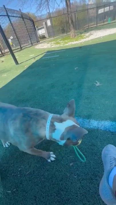 Enlarge Natalia, a ADOPTABLE mixed breed in Randleman, NC video 5/6