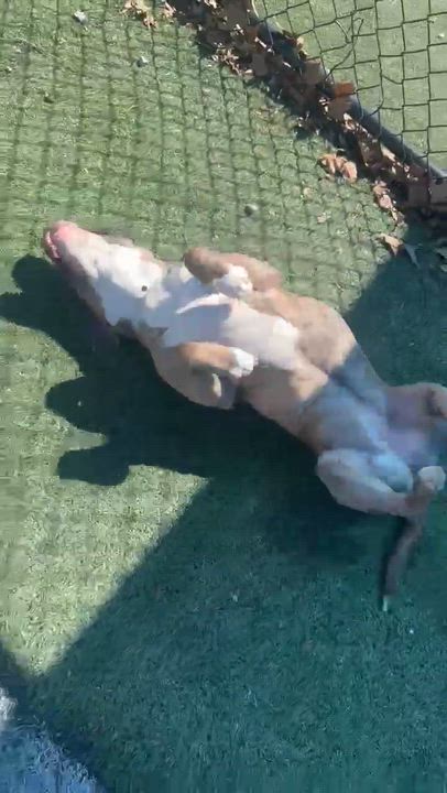 Enlarge Natalia, a ADOPTABLE mixed breed in Randleman, NC video 6/6