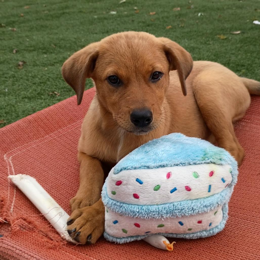 Zena, Adoptable, Puppy Female Mixed Breed.