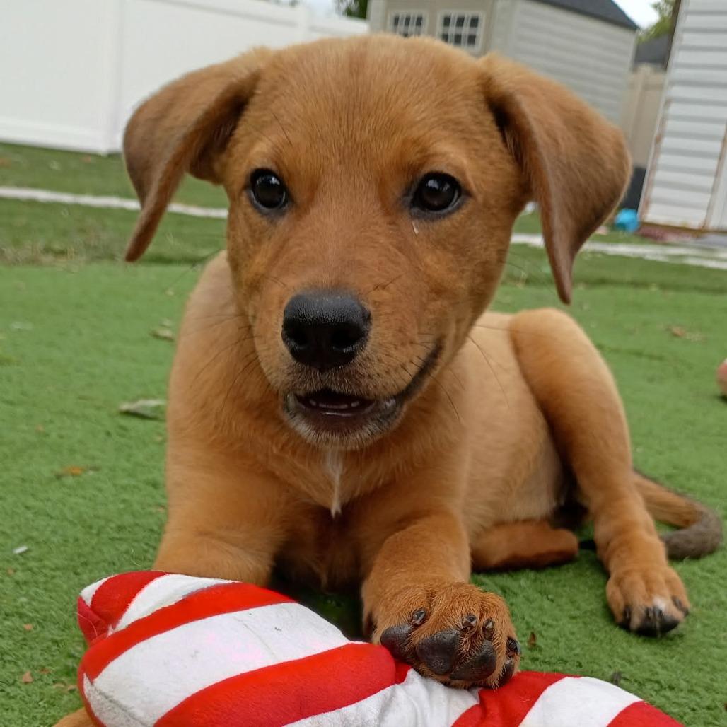 Enlarge Zena, a Adoptable Mixed Breed in Joliet, IL image 2/6
