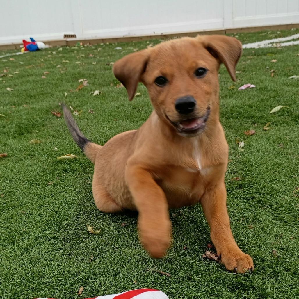 Enlarge Zena, a Adoptable Mixed Breed in Joliet, IL image 3/6