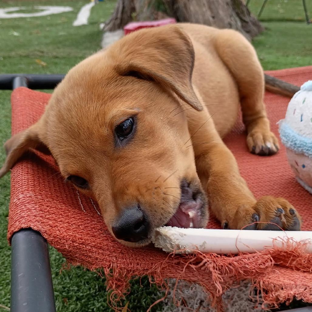 Enlarge Zena, a Adoptable Mixed Breed in Joliet, IL image 4/6