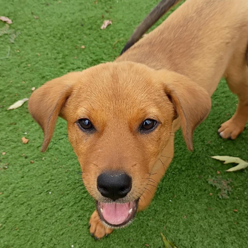 Enlarge Zena, a Adoptable Mixed Breed in Joliet, IL image 5/6