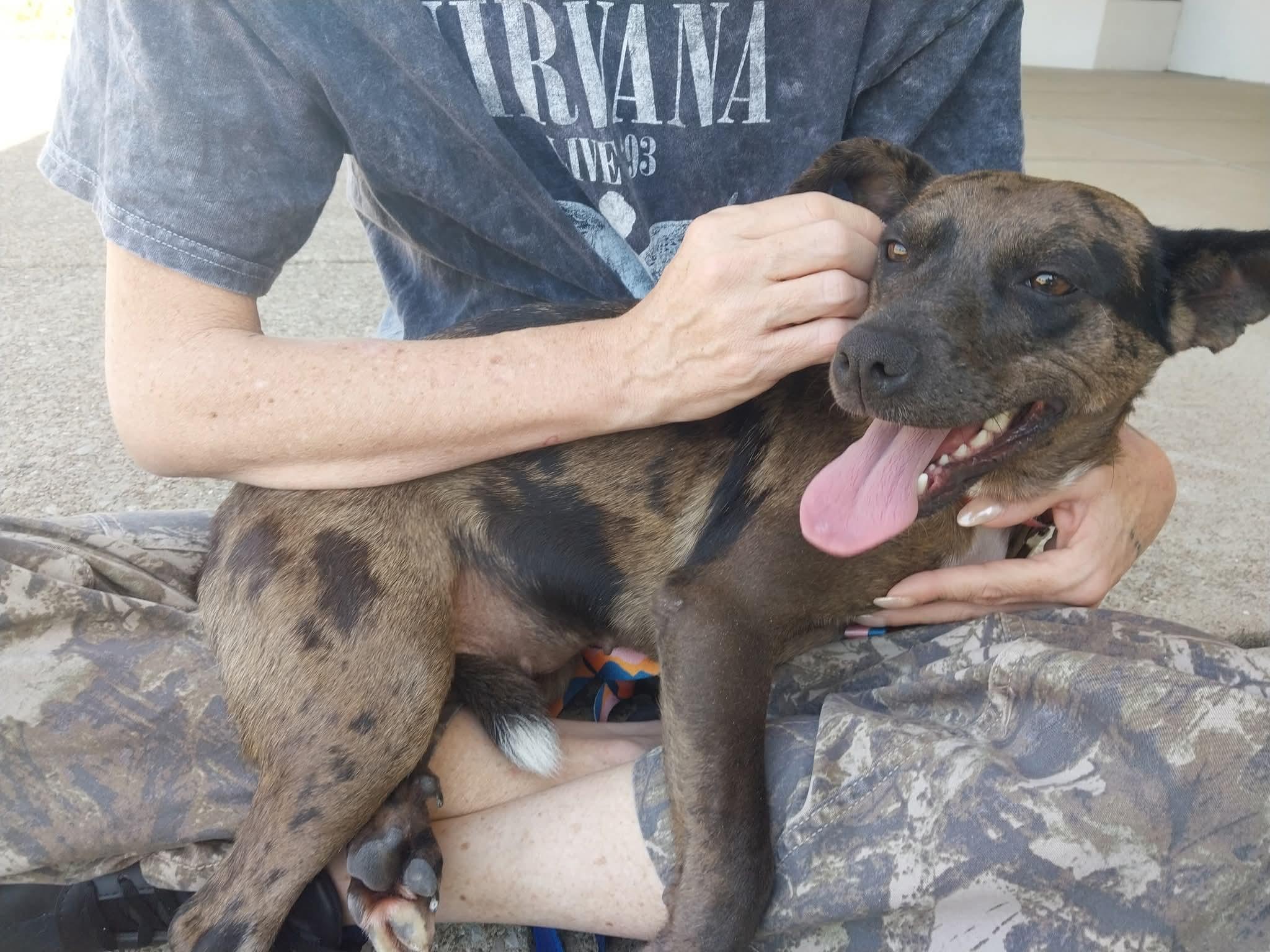 Brooke, Adoptable, Adult Female Catahoula Leopard Dog.