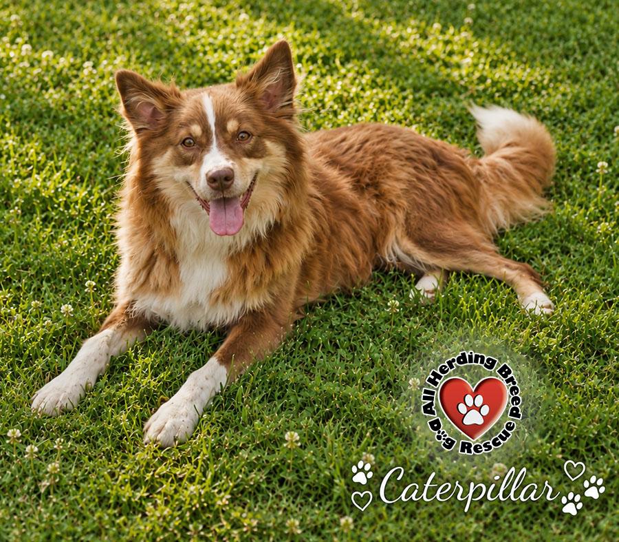 Enlarge Catapillar, an adopted mixed breed in Joliet, IL image 5/5